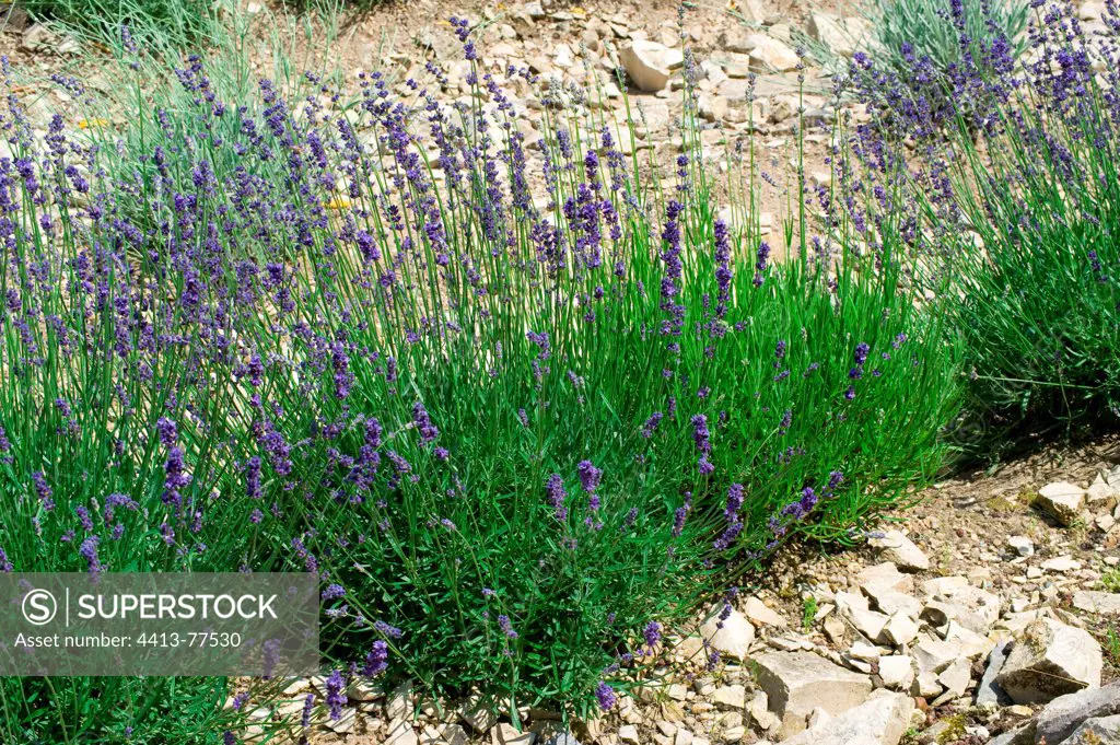 Fine lavender in bloom in a garden
