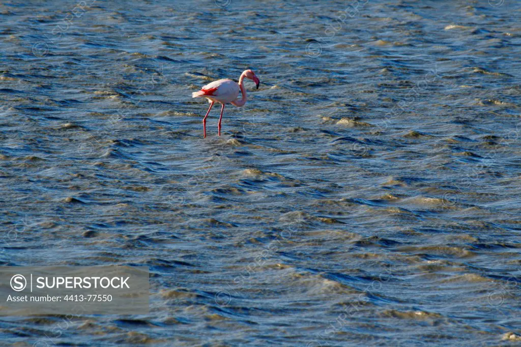 Rosy Greater Flamingo in a pond Villeneuve-les-Manguelones