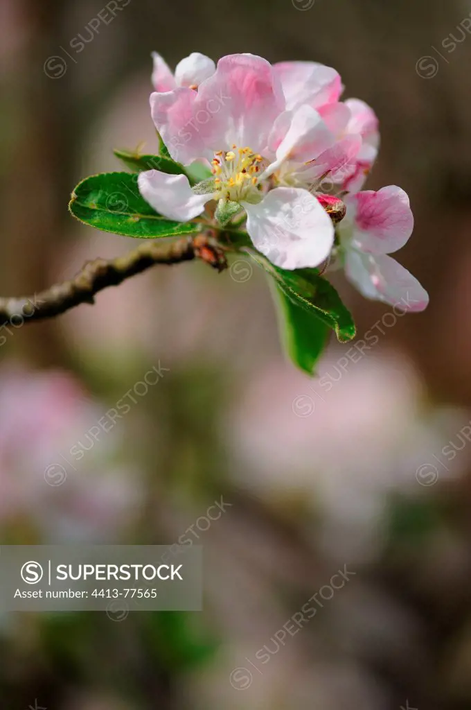 Flowers of Apple Tree grown for cider in the orchard