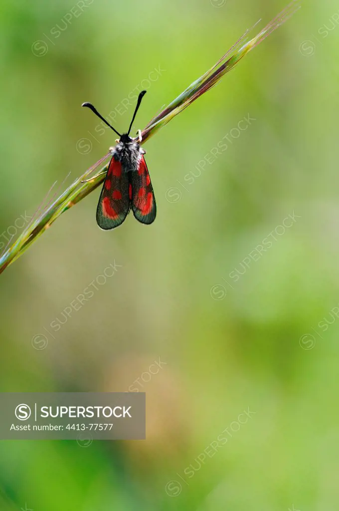 Six-spot Burnet suspended from an ear Normandie