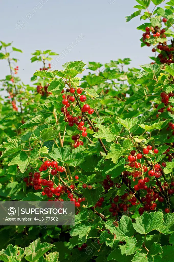 Cultivated currant in fruit in a kitchen garden