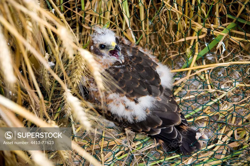 Young Harrier in nest and during the harvest roasting France