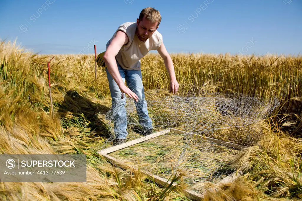 Installation of a fence to protect Busard in a cereal field