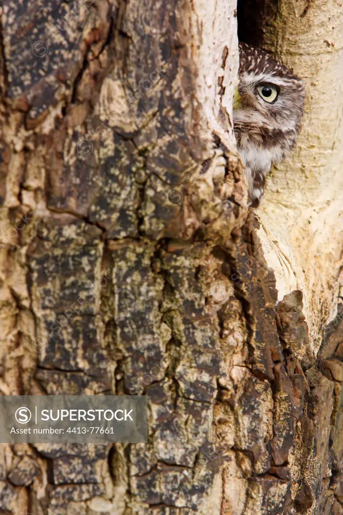 Little owl in a hole in old tree trunk