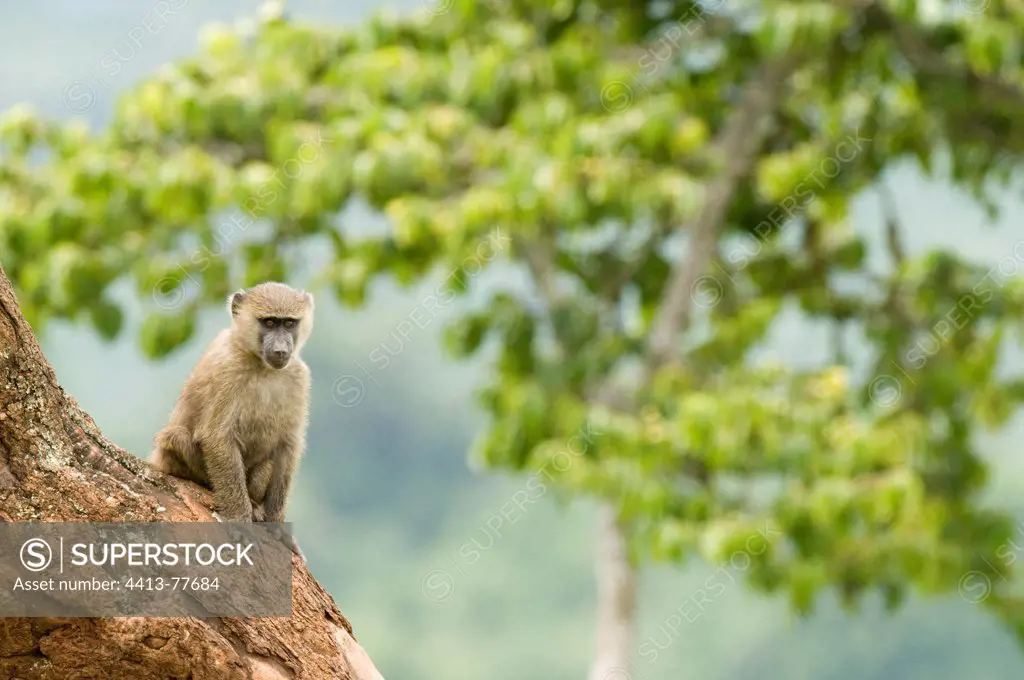 Young Yellow baboon sitting in Aberdare NP Kenya