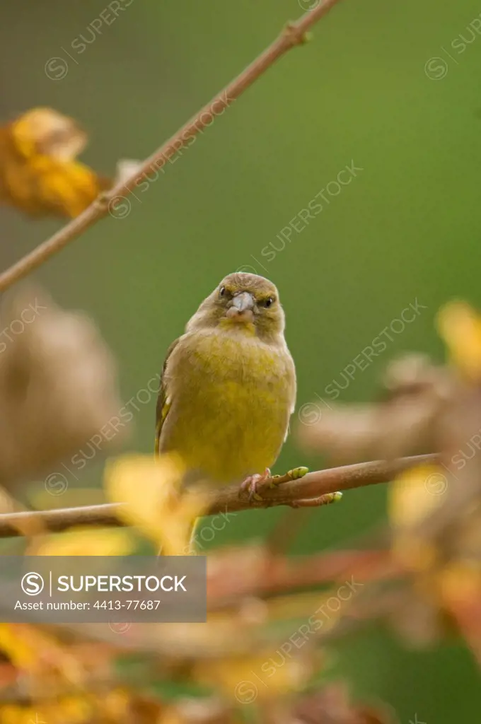 Greenfinch on a branch France