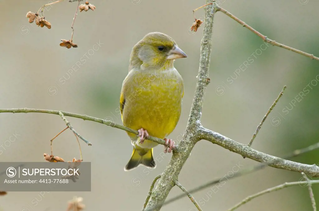 Male Greenfinch on a branch France