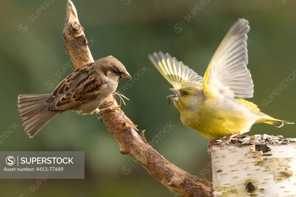 Greenfinch intimidating a male House sparrow France