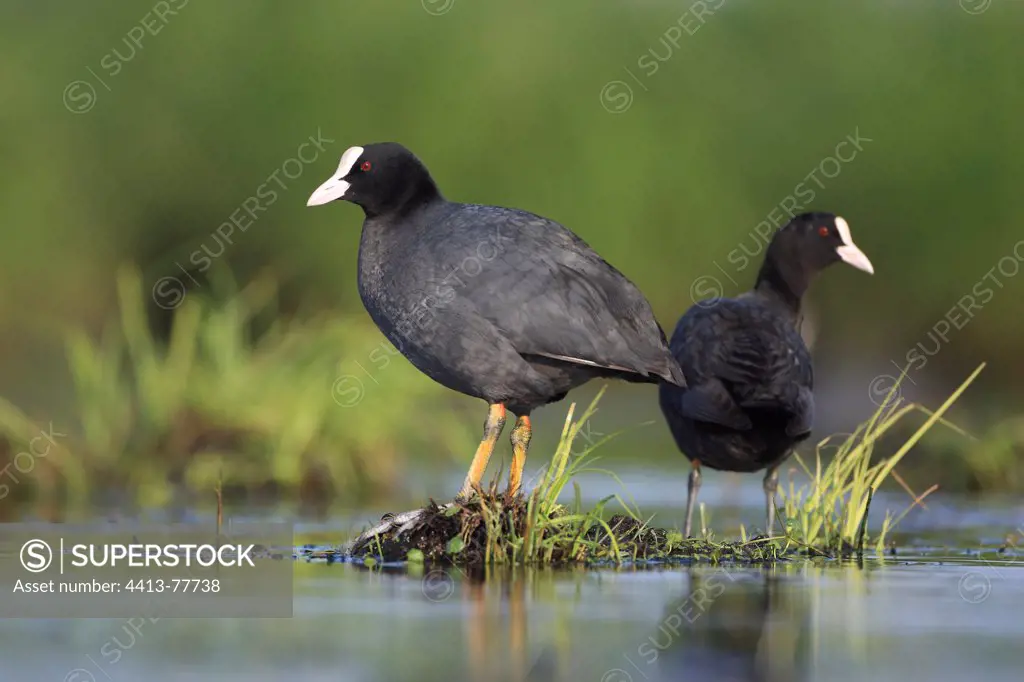 Common Coots in Grande Brière marshes France