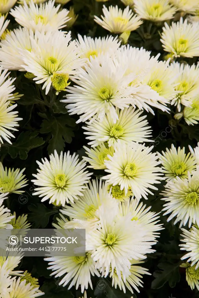 Chrysanthemum 'Multifleurs' in bloom in a garden