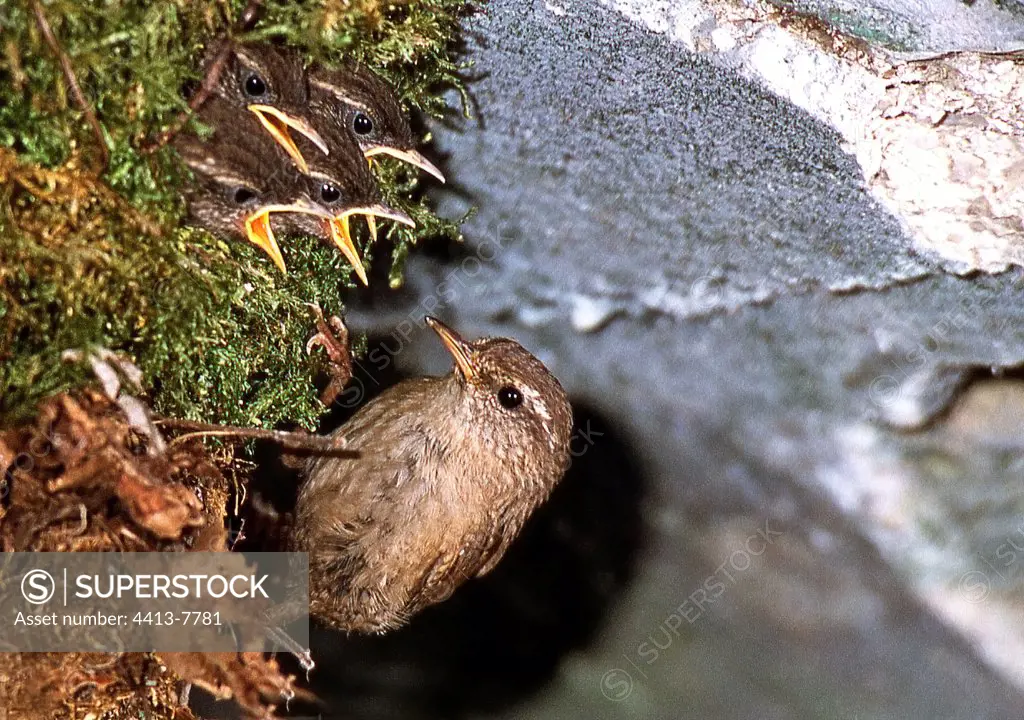 Winter wren and its youngs in nest Haute-Savoie France