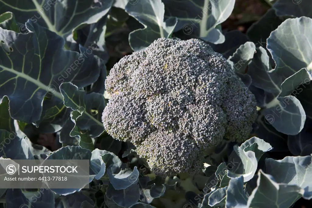 Broccoli sprouting 'Belstar' at the kitchen garden