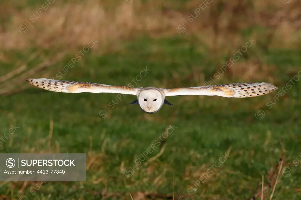Barn owl flying GB