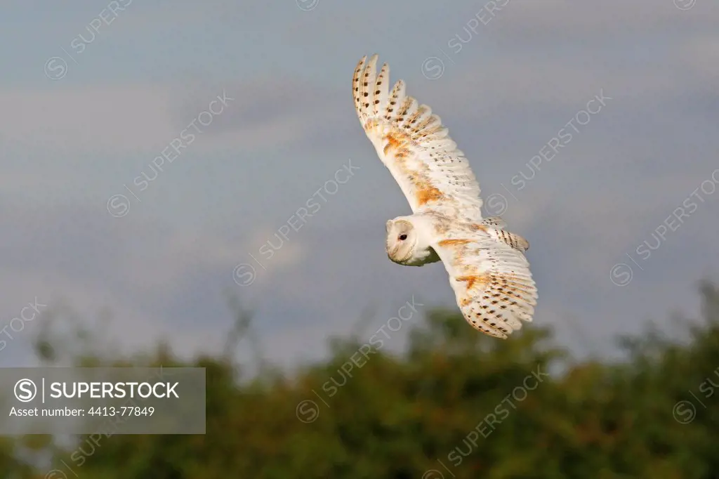 Barn owl flying GB
