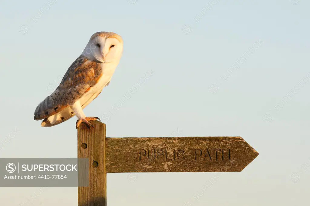 Barn owl standing on a sign post GB