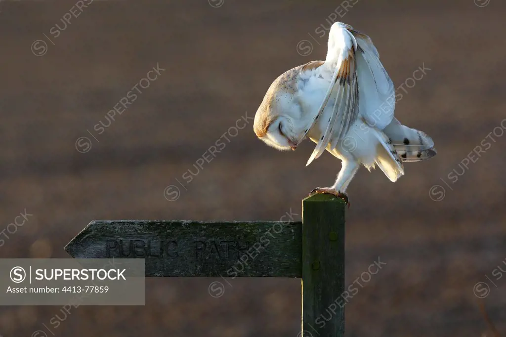 Barn owl preening on a sign post GB