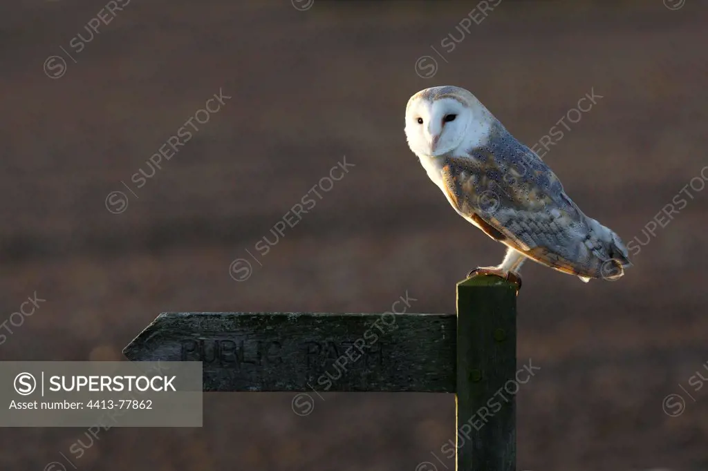 Barn owl standing on a sign post