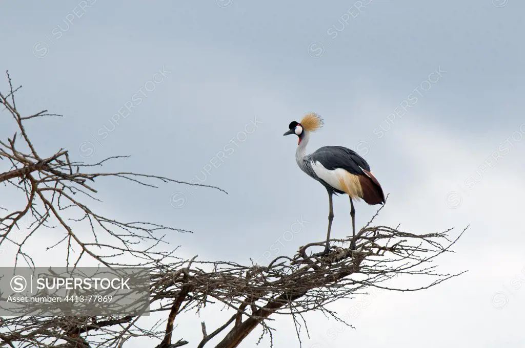 Grey Crowned-crane in a tree Mount Kenya