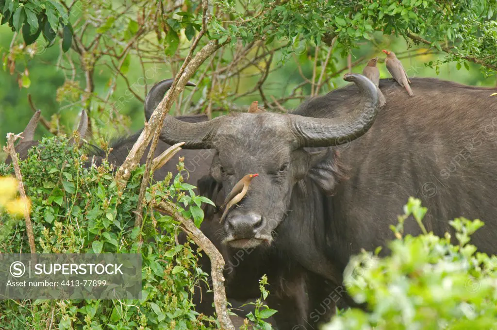 Red-billed Oxpeckers on a buffalo Aberdares NP Kenya