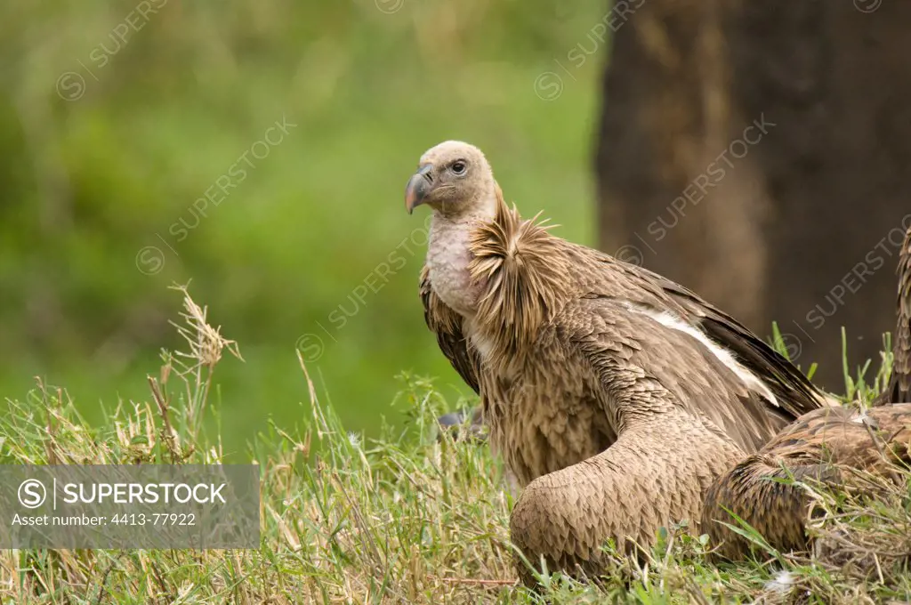 Young White-backed Vulture on the ground Mount Kenya