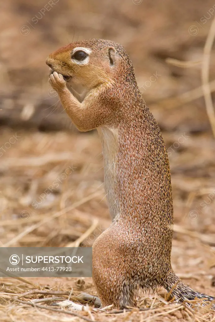 Unstriped Ground Squirrel eating while standing Samburu NP