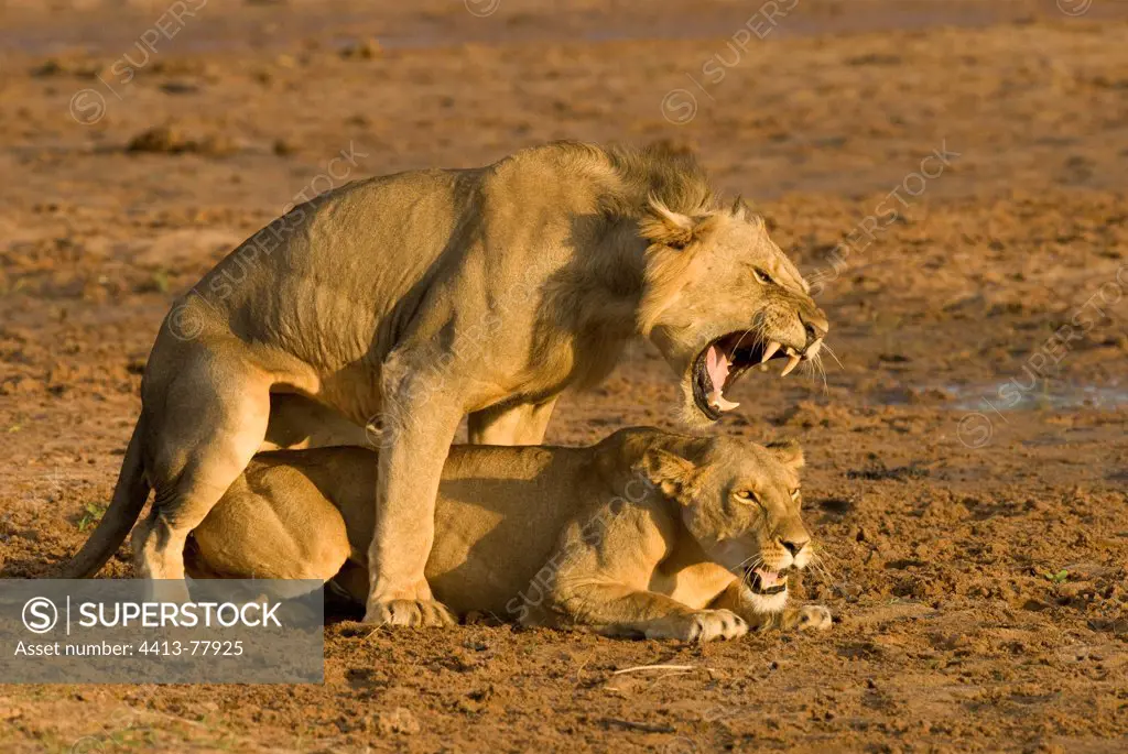 Lions mating Samburu NP Kenya