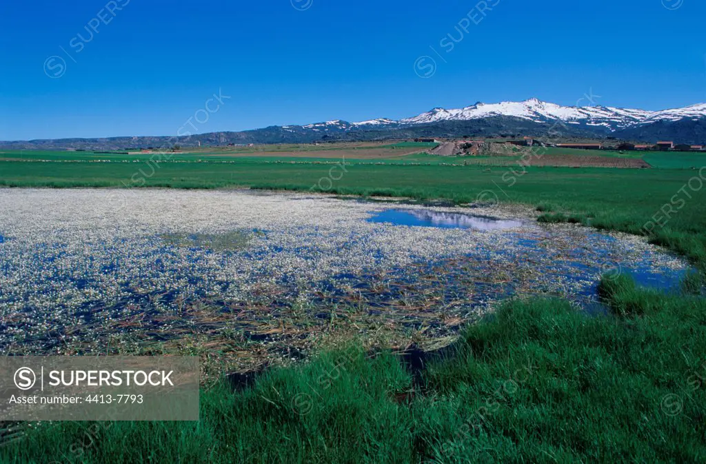 Pond covered of water buttercups in Extremadura Spain