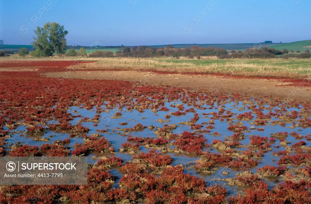 Salted pond in Lezey France