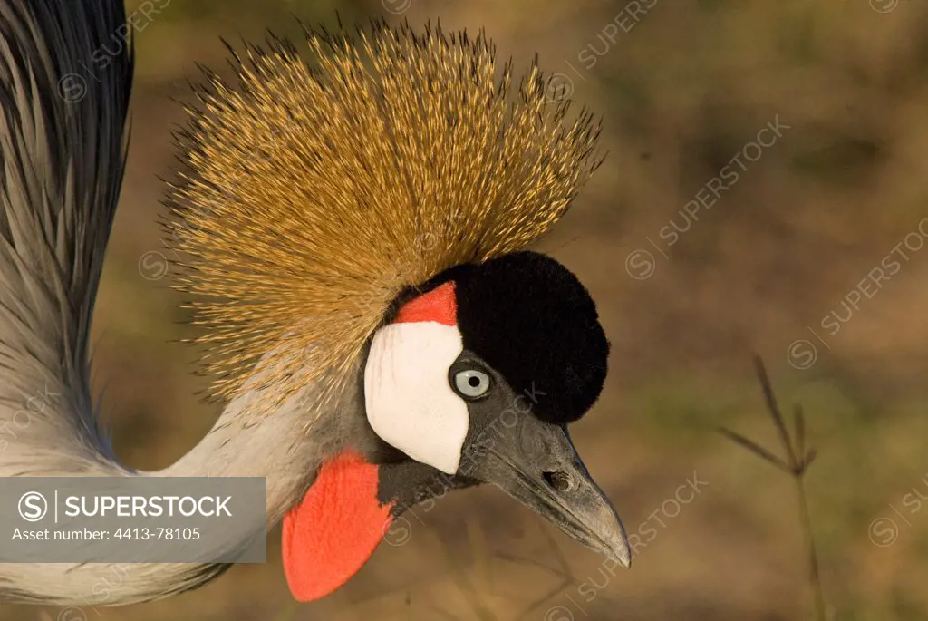 Portrait of a Grey-crowned Crane Ambseli NP Kenya