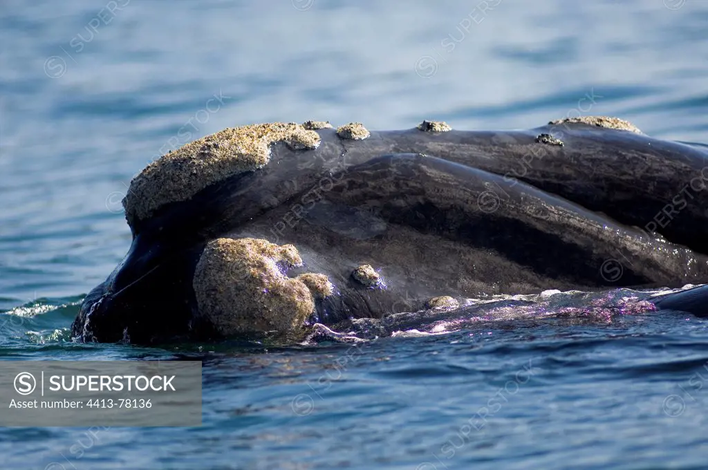 Southern right whale Indian Ocean South Africa
