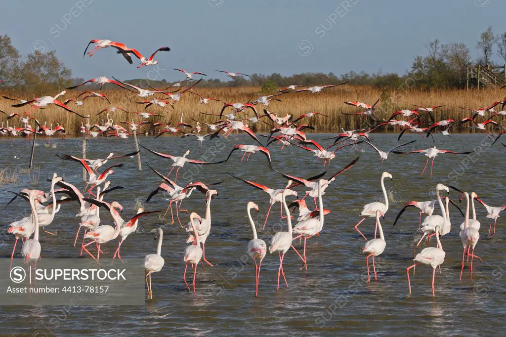 Greater Flamingos in Ornithological park of Pont de Gau