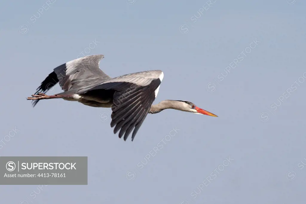 Grey Heron flying Ornithological park of Pont de Gau
