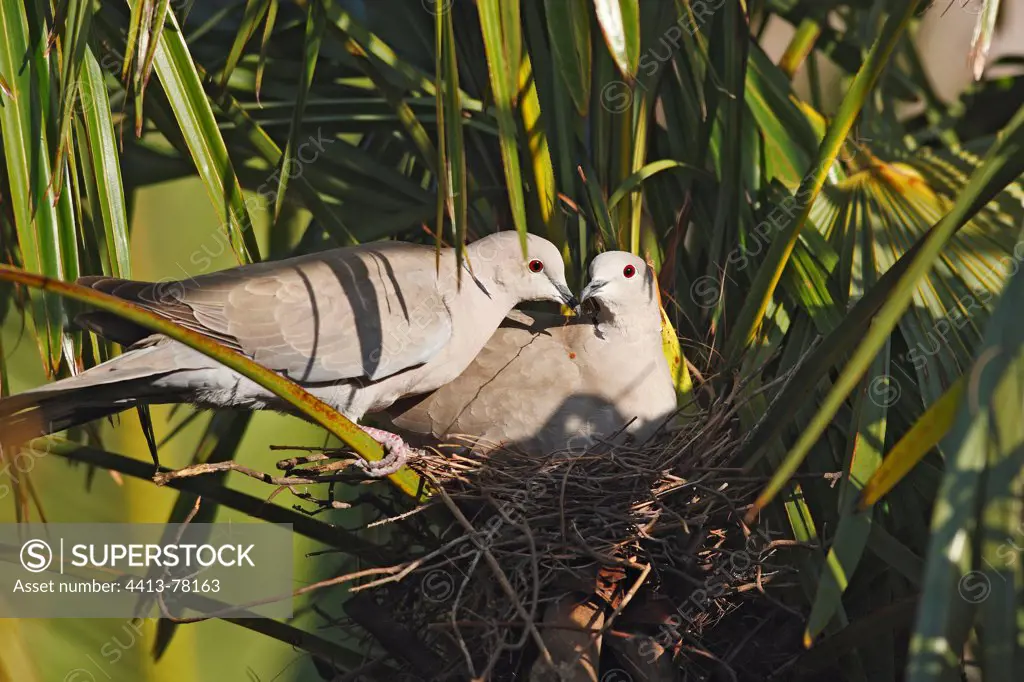 Pair of Eurasian collared dove nesting France