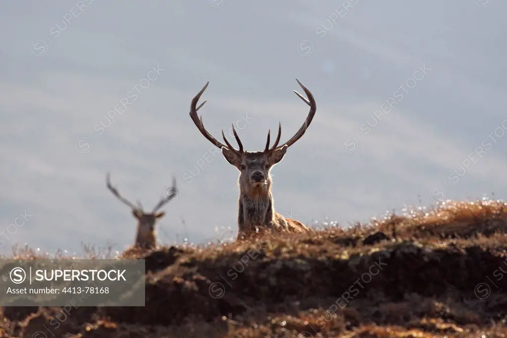 Male Red Deers in moor Scotland