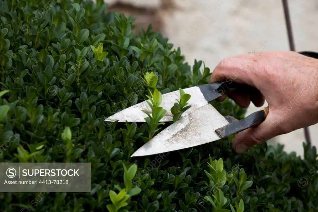 Pruning of a common box in topiary