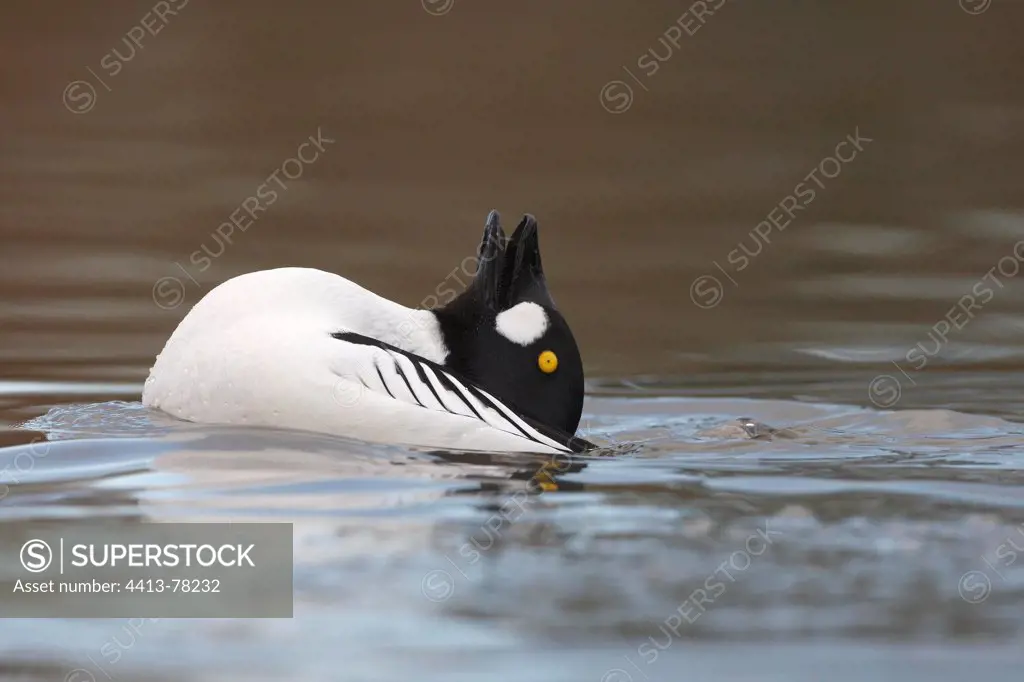 Male Goldeneye displaying at the end of the winter
