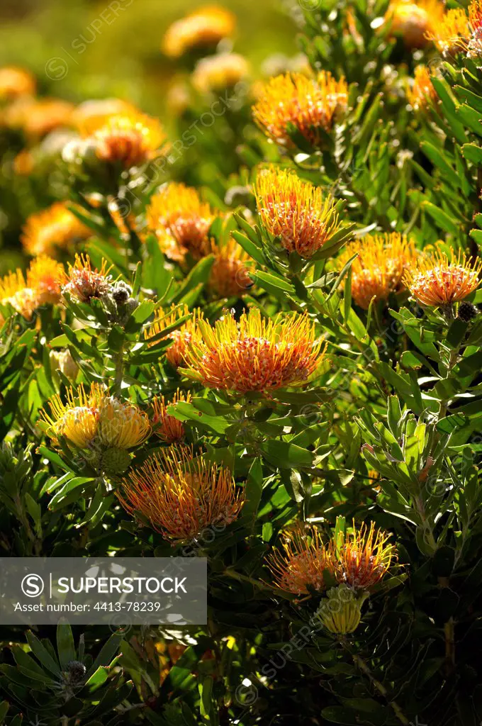Pincushion blossoms Fynboss South Africa