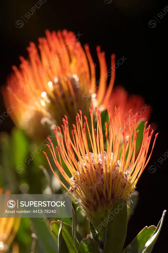 Pincushion flowers Fynboss South Africa