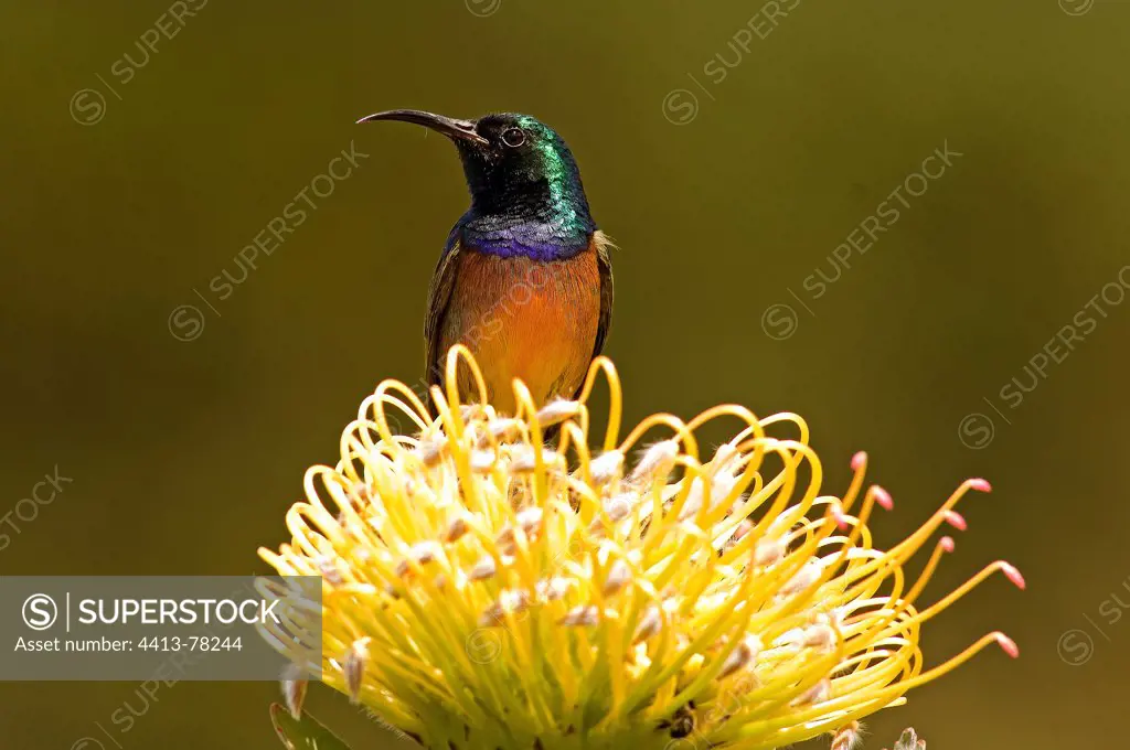 Orange-breasted Sunbird on Proteaceae flower South Africa