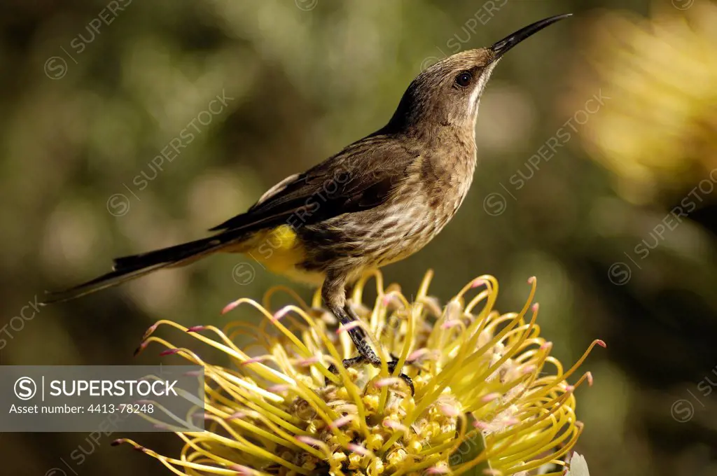 Cape Sugarbird on ""Yellow Bird"" Pincushion flower Africa