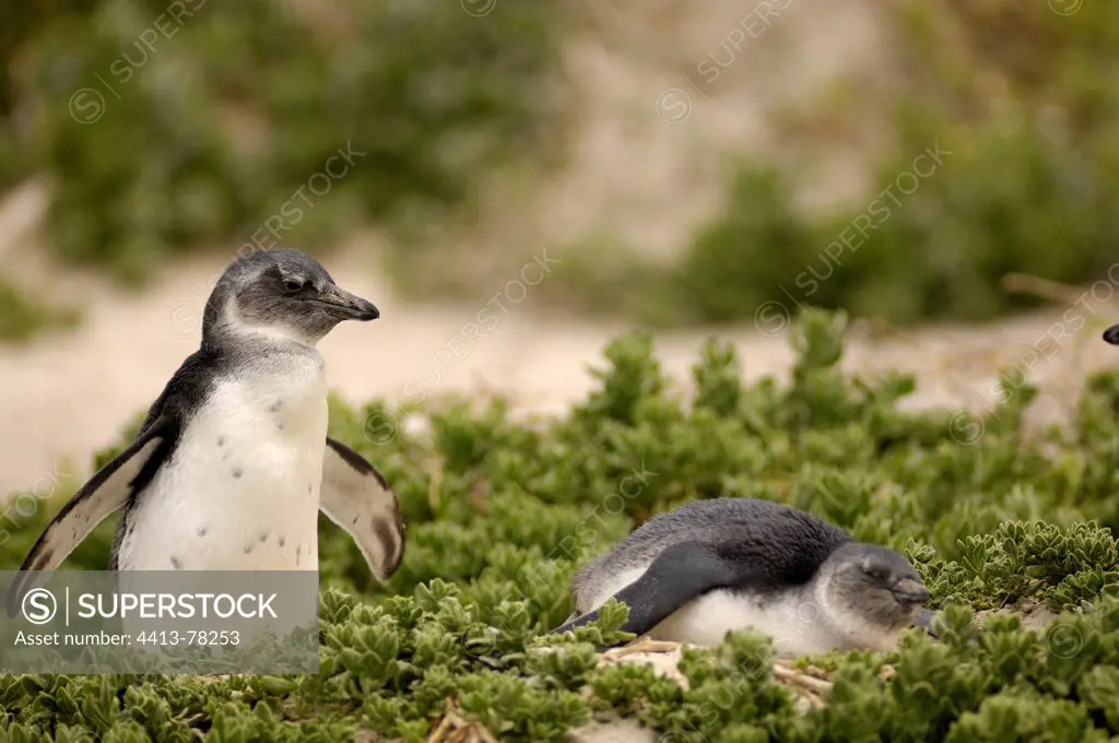 Young Jackass Penguins on beach plants South Africa