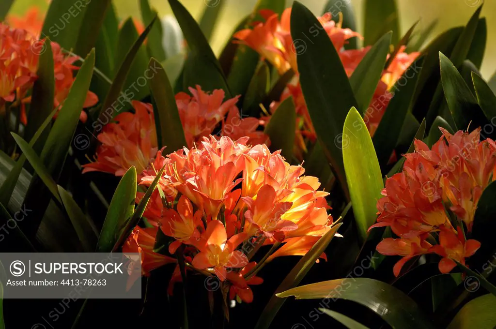 Kaffir Lily flowers South Africa