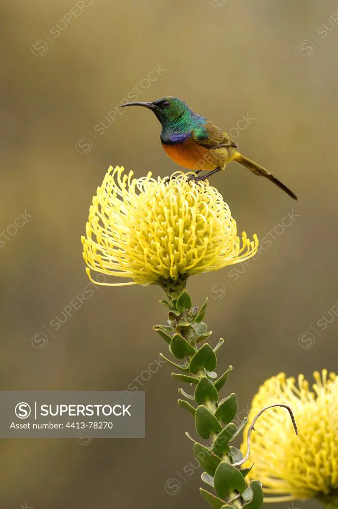 Orange-breasted Sunbird on Proteaceae flower South Africa