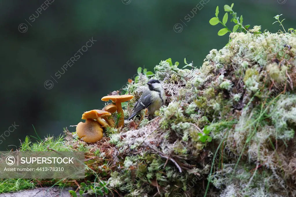 Young Blue tit in lichens Scotland