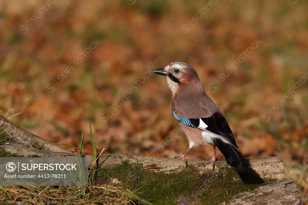 European Jay on a dead mossy branch on the ground