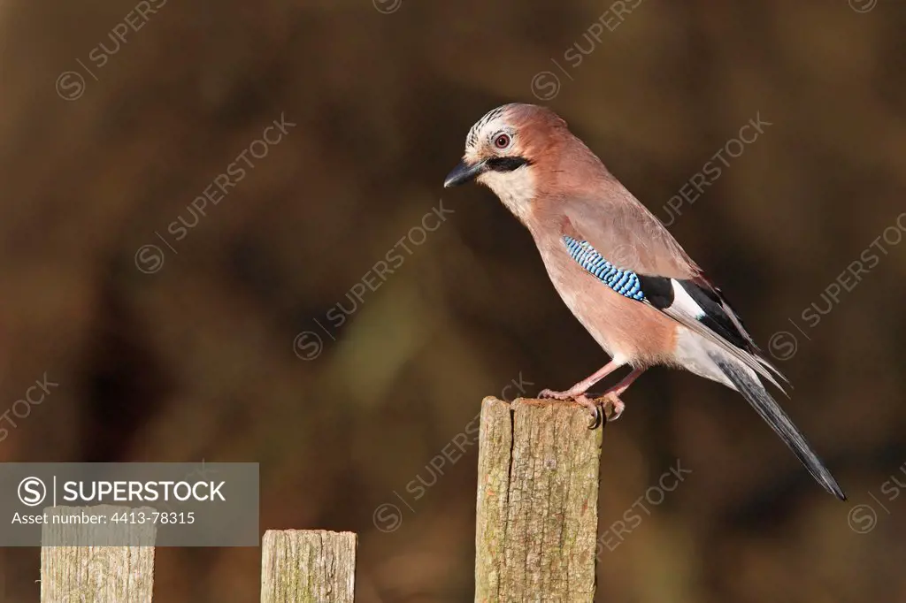 European Jay standing on a fence