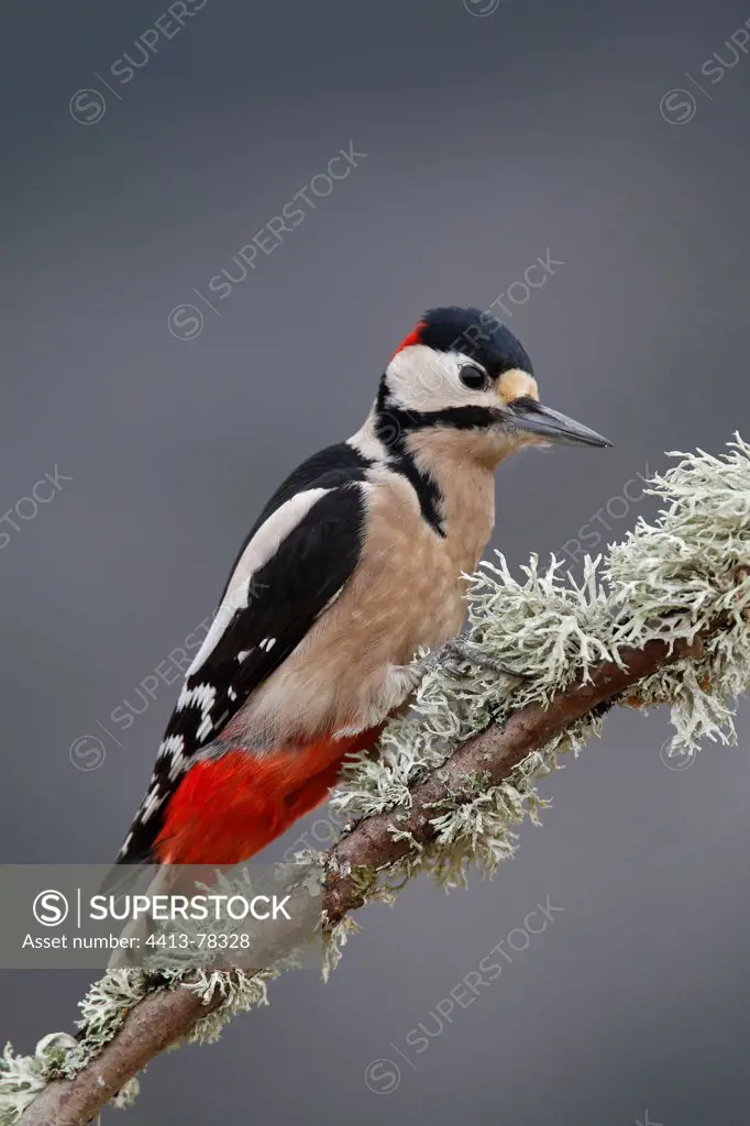 Great Spotted Woodpecker on a branch Scotland