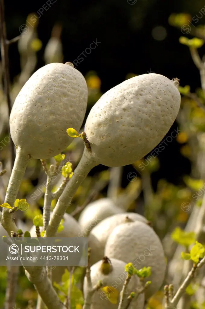 White gardenia seed pods Afrique du Sud