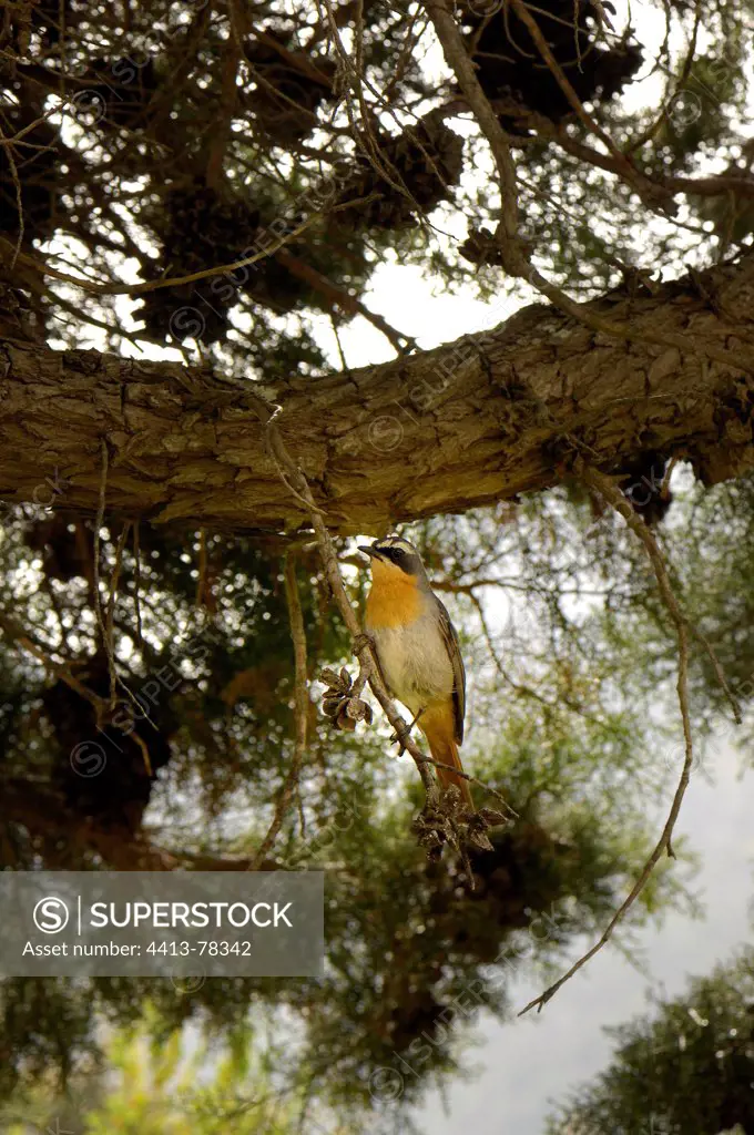 White-throated Robin-chat on a branch South Africa