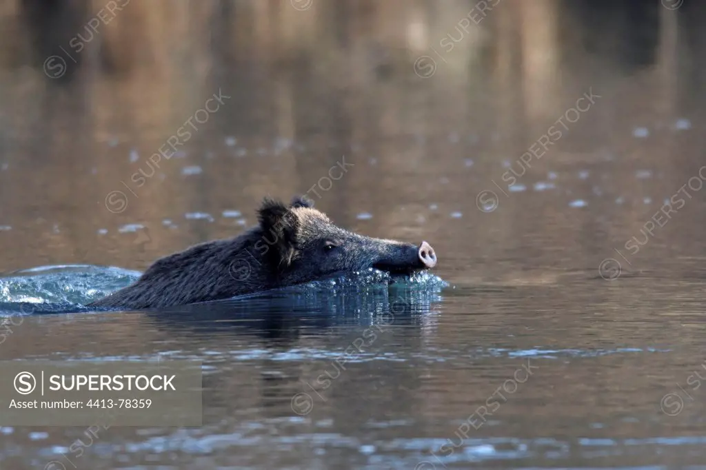 Wild boar crossing a river Mackenheim France